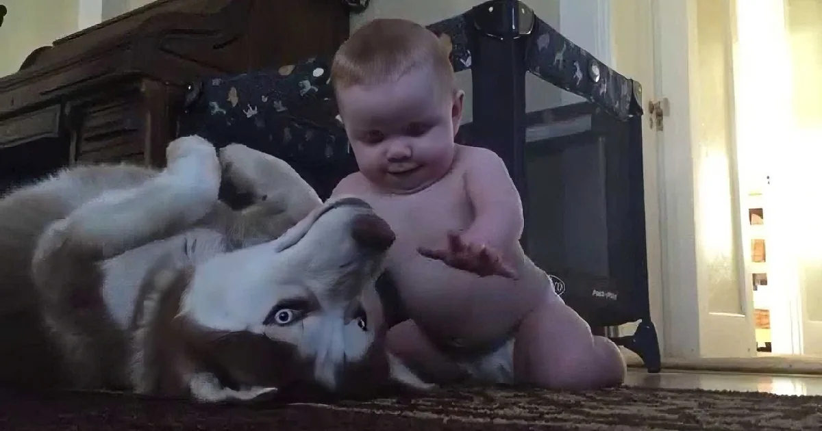 Baby Girl and Husky Play Together in Living Room. Oh, What a Cute Combination They Are!