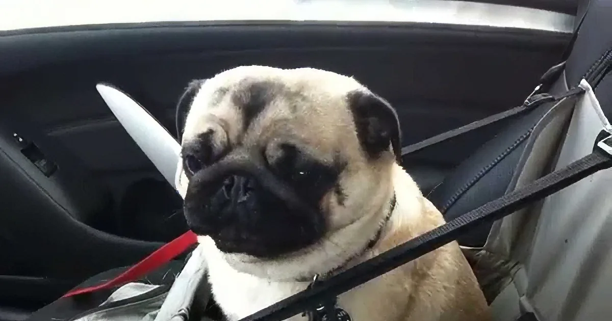 Daddy Pulls Into Pet Store Parking Lot With Pug. I Was Not Expecting This Reaction.