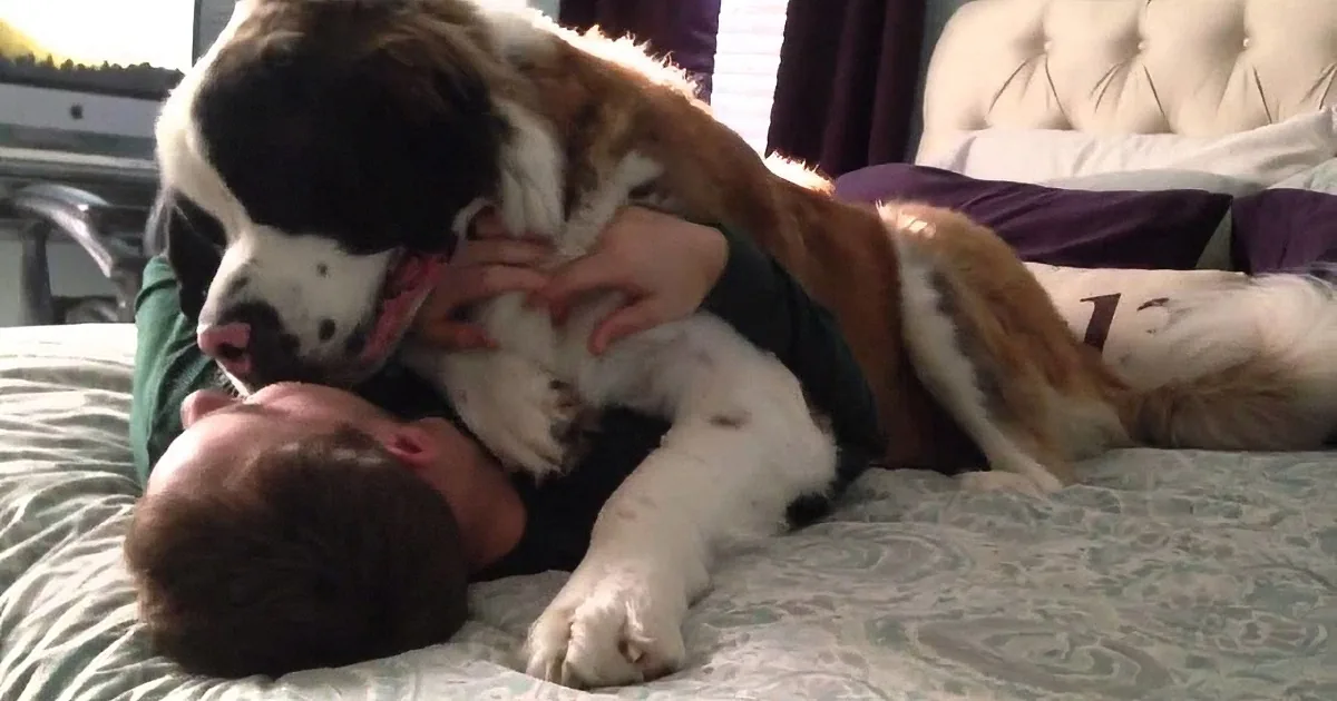 A large Saint Bernard dog is playfully interacting with a person on a bed, both appearing relaxed and happy.