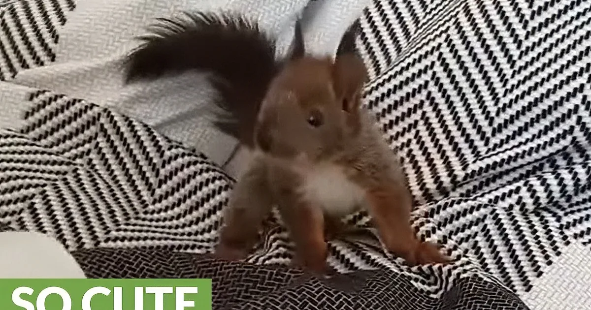 Rescue Mommy Holds Baby Squirrel on Bed. Wait Until You See Him Chowing Down!