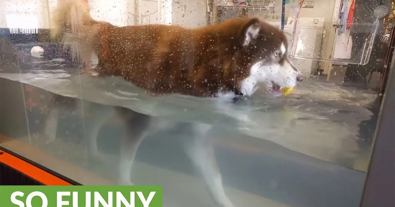 A dog with a ball in its mouth is swimming in a pool, creating splashes.