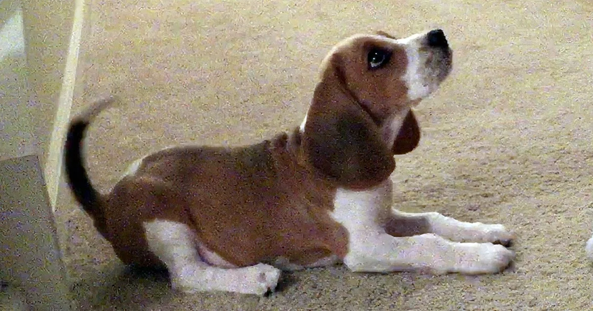 Daddy Walks Us Through Training His Beagle. I Was Amazed at the Effort It Took for the Pup.
