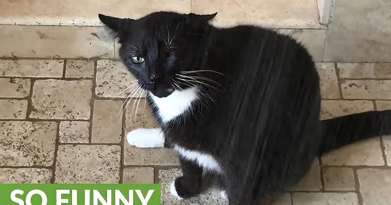 Cat Hangs out Under Running Shower. It''s Fascinating to See His Behavior Here!