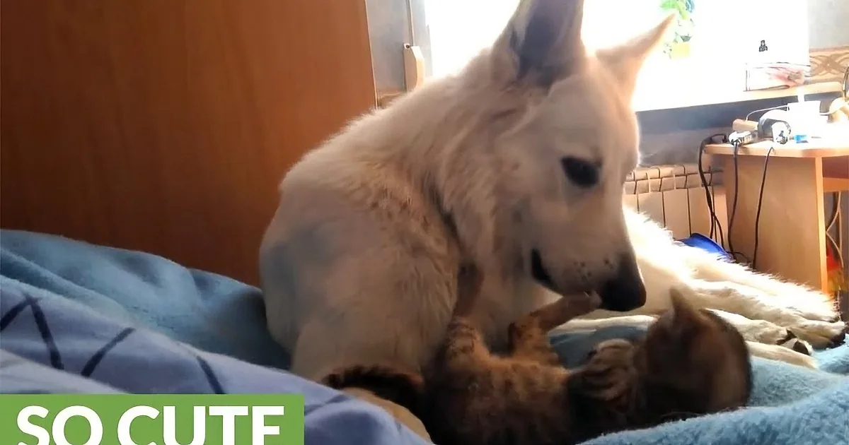 A white dog gently interacts with a brown kitten on a blue blanket, creating a heartwarming scene.