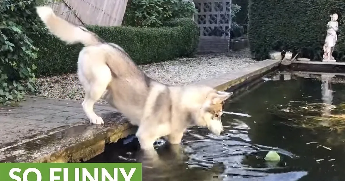 Husky Sees Tennis Ball Floating in Small Pool. You''ll Love His Determination to Get It.