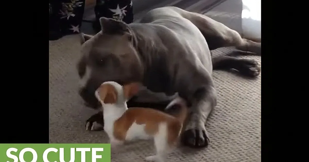 A large dog gently nuzzles a small puppy on a carpeted floor, creating a heartwarming scene.