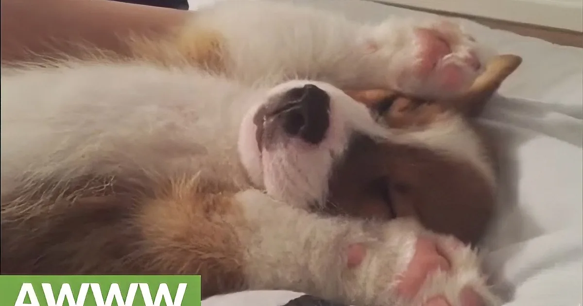 Seven-Week-Old Corgi Pup Takes Nap on His Back. This May Be the Cutest Thing You See Today.