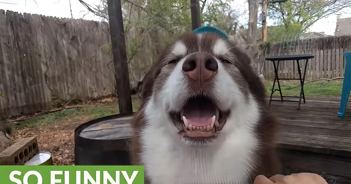 Husky Sits out in Yard Having Face Combed After Grooming. His Facial Expressions Will Relax You.