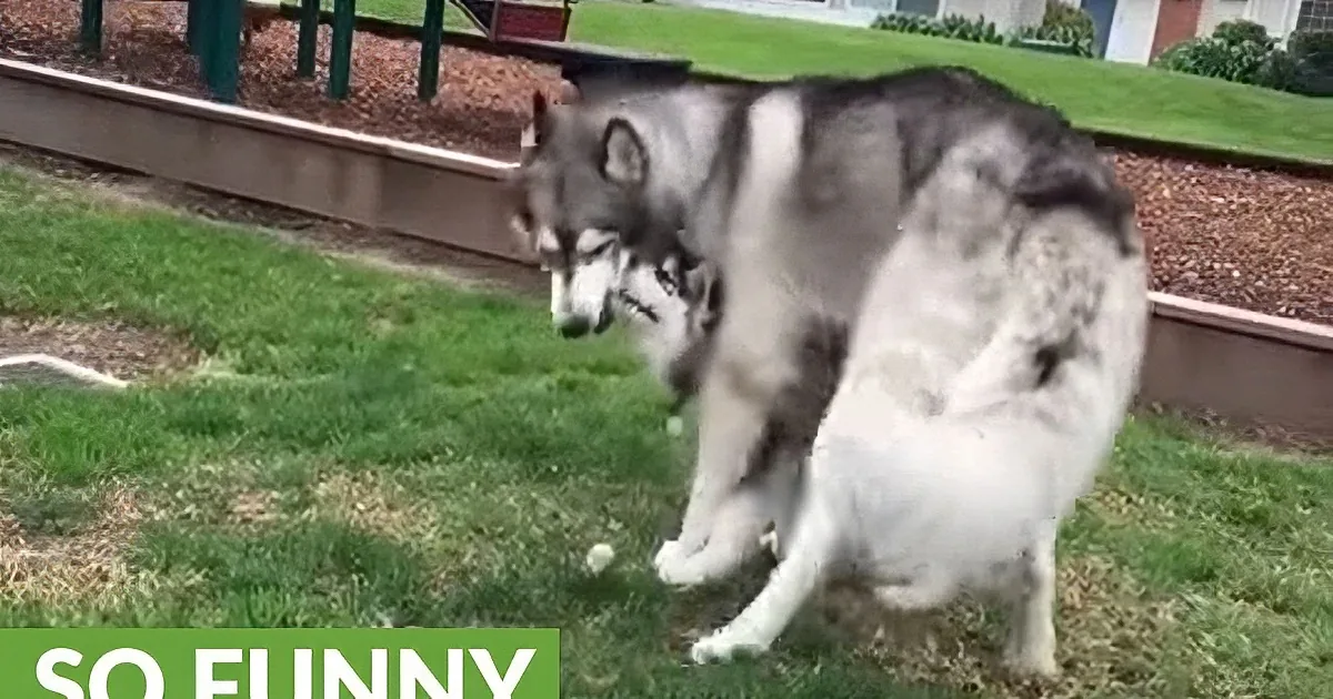 Husky and His Son Play Together in Yard. He Doesn''t Let His Size Get in the Way of Fun!