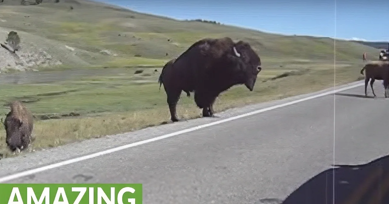 Motorcyclist Finds Herself Potentially in Crosshairs of Angry Buffalo. What a Tense Minute or So!