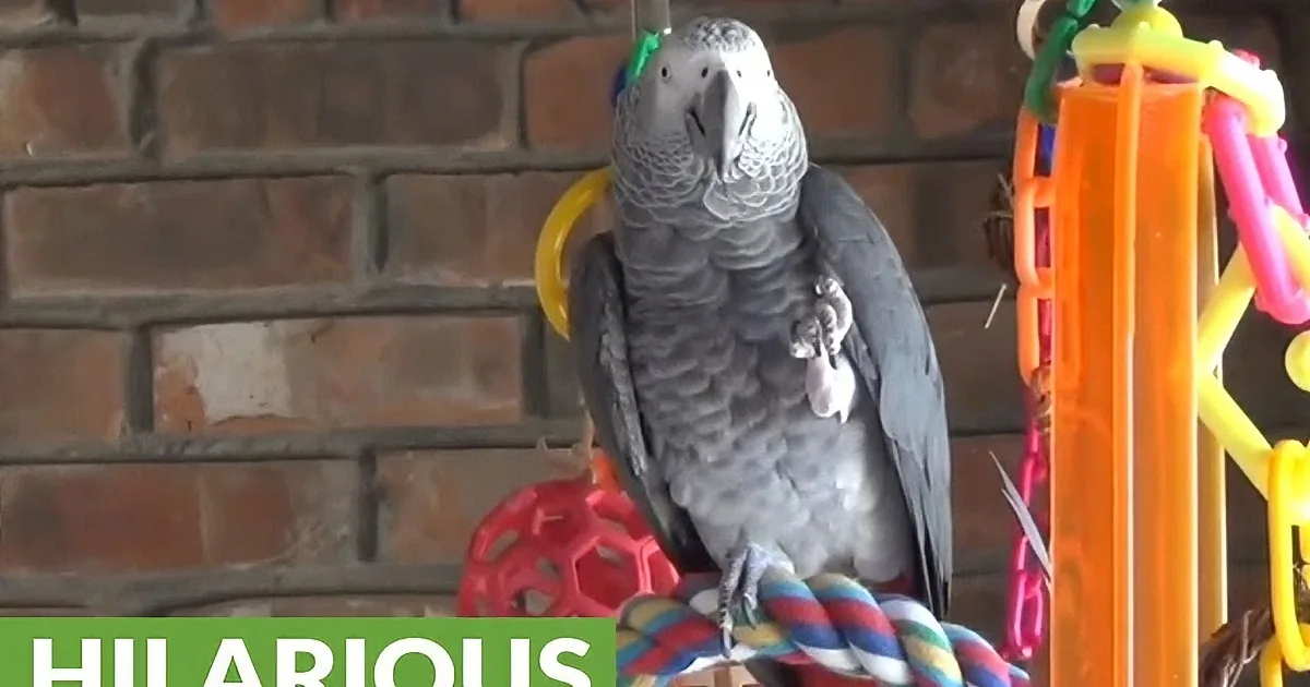 Parrot Sees Squirrel Running Around Front Yard. His Reaction Cracked Me up so Much.