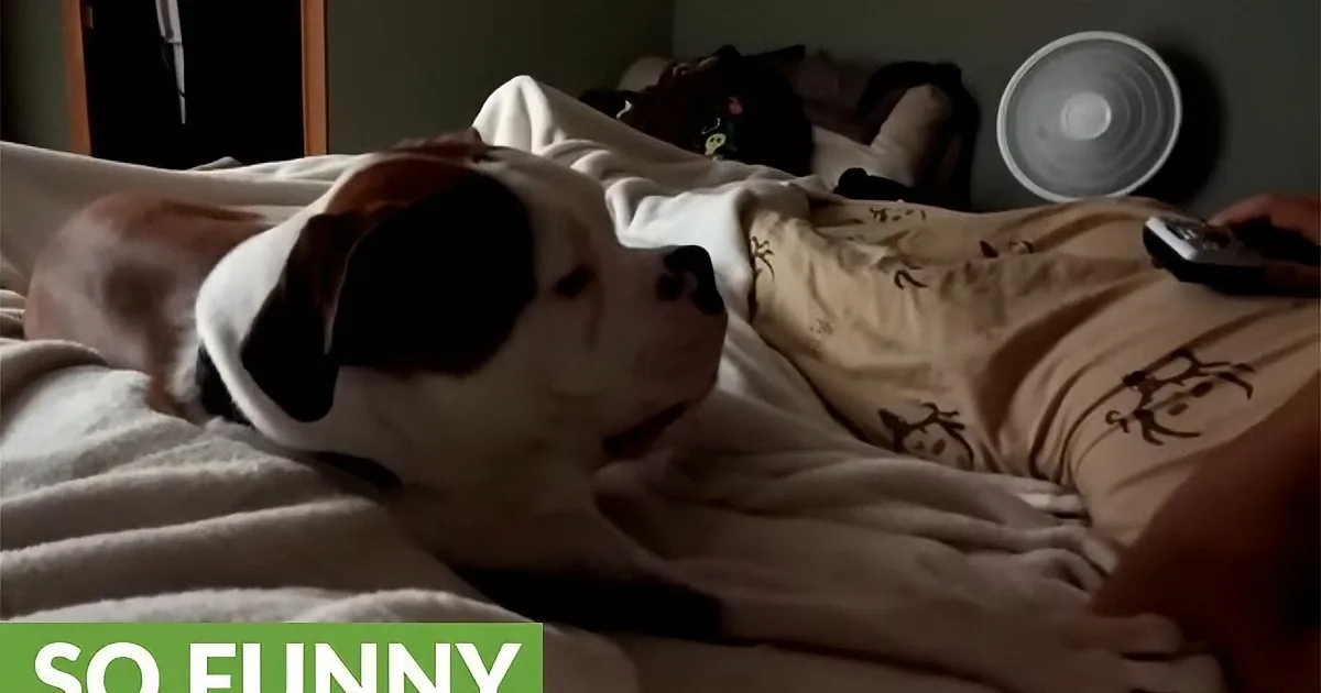 Mommy and Daddy Want Boxer to Go to Sleep. His Reactions Made Me Laugh out Loud.