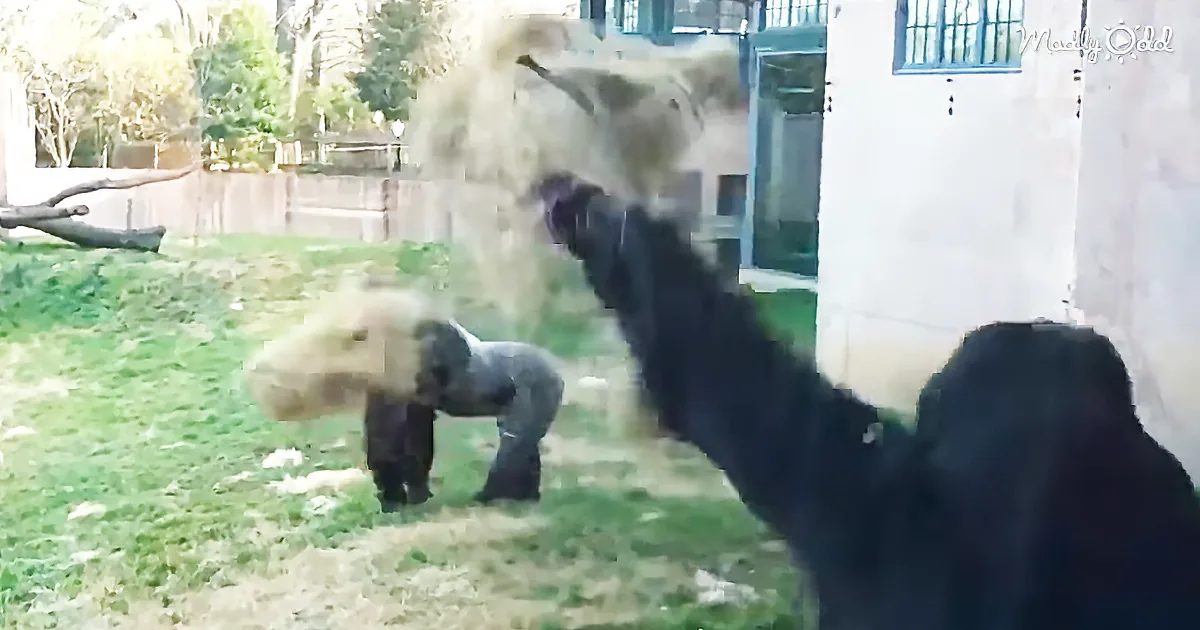 A gorilla throws hay into the air, creating a cloud, while another gorilla watches nearby.