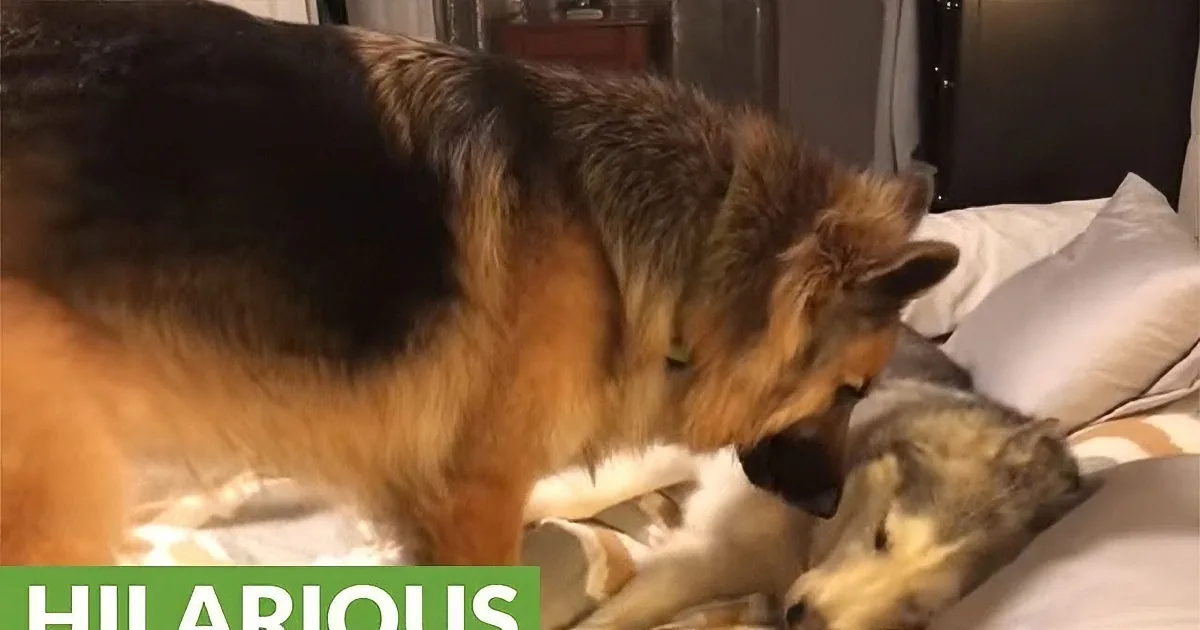 Zeus the Husky Just Wants to Sleep All Day. Wait Until You See Who Tries to Wake Him!
