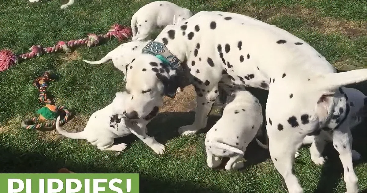 A Dalmatian dog is playfully interacting with its puppies on a grassy field.