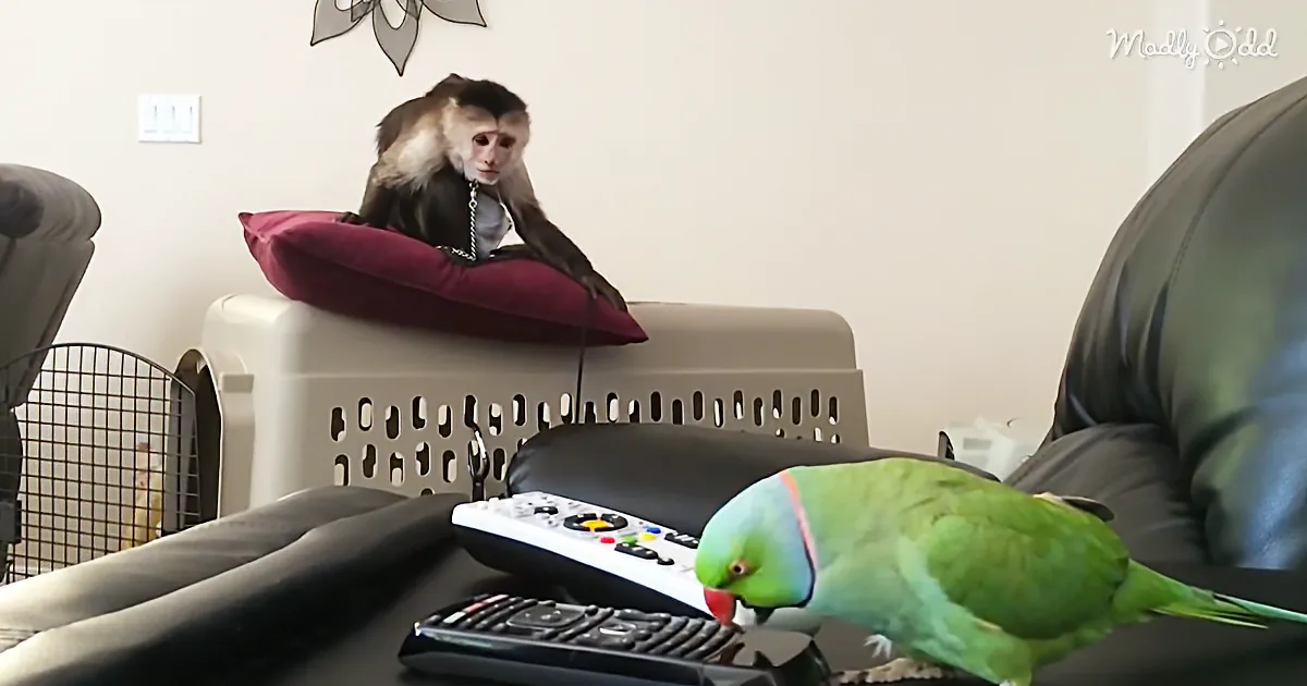 Capuchin Monkey Is Astounded That His Bird Friend Can Sing
