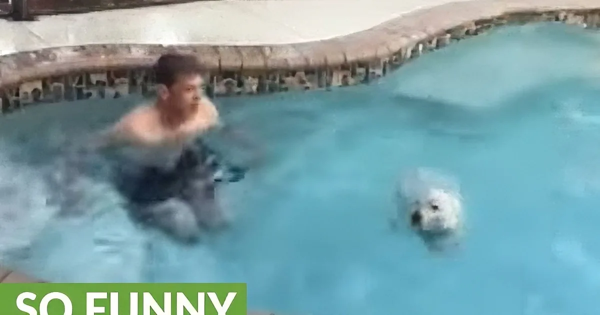 Daddy and Doggy Are Hanging out by Pool. Wait Until You See Their Awesome ''Race''.