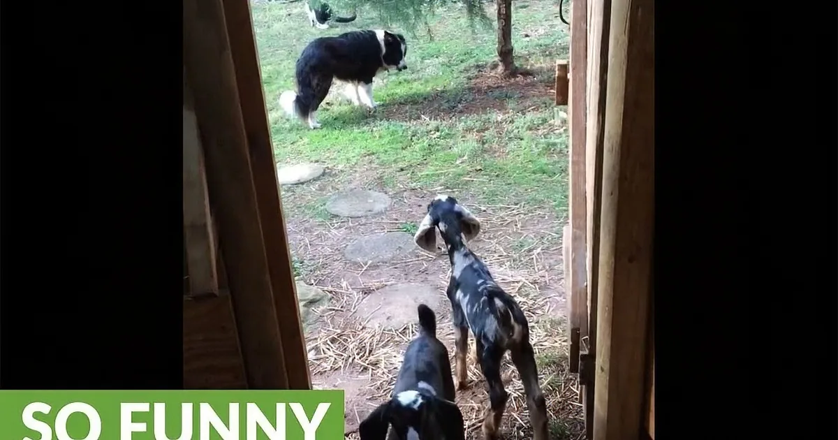 Two Baby Goats Decide to Do ''Jail Break''. What Greets Them on Other Side Made Me Chortle.