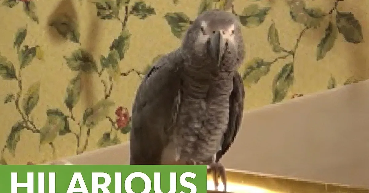 Parrot Gets Chatty and Asks for People to Talk to Him. He Gets Cuter Each Time He Says It.
