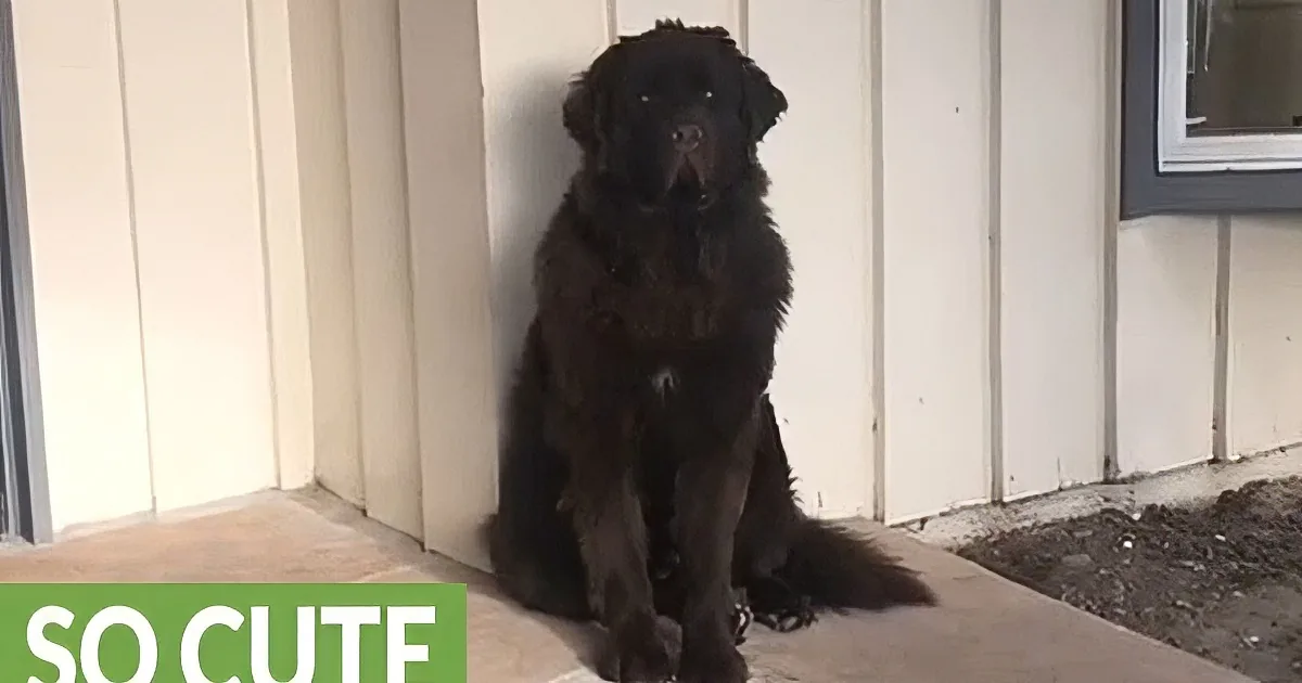 Dog Gives Parent Cold Shoulder After Absence. He''s Adorable Even When He''s Mad.
