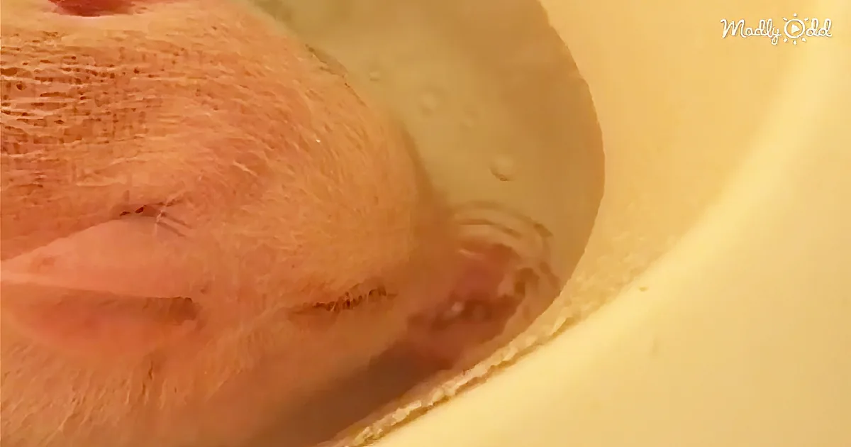 Pickle the Mini-Pig Is the Sweetest of the Bunch When Blowing Bubbles in the Bath