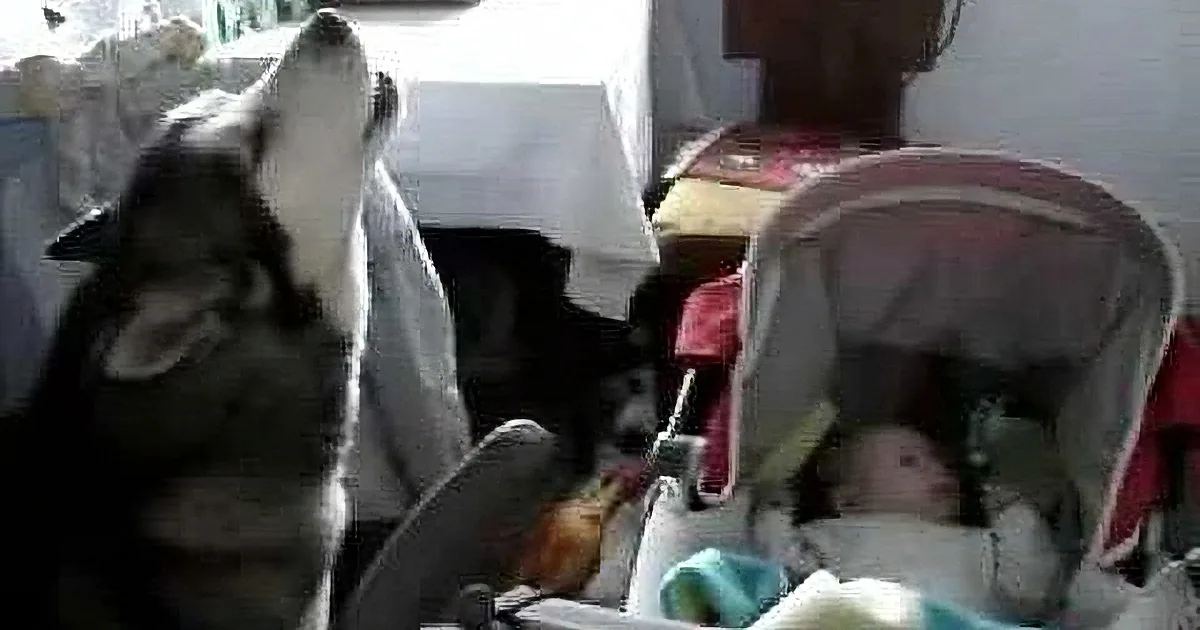 Wolf Hound Sits Near Baby''s Crib. It''s Amazing What He Does When the Baby Cries.