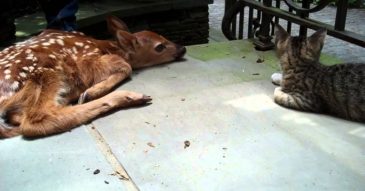 Kitten Finds Newborn Fawn on His Porch. What He Does Next Had Me Non-Stop Laughing.