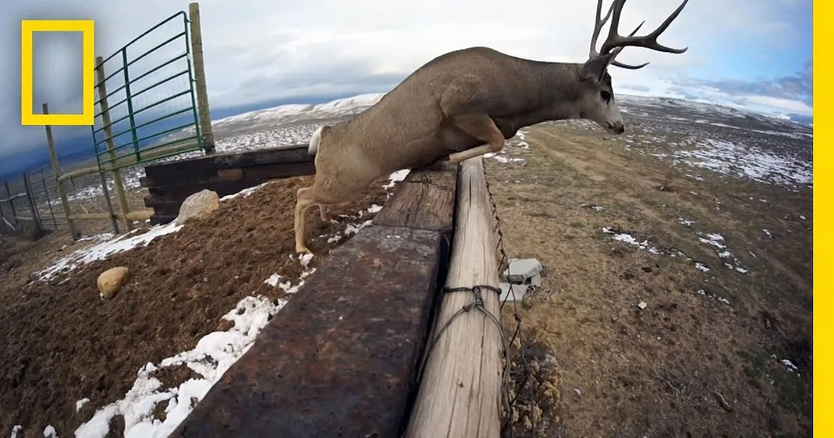 A buck deer with antlers runs across a wet, snowy road under a gray sky.