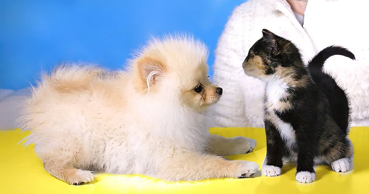 Woman Puts Kittens in Front of Her Puppy. Their First Meetings Are the Cutest Thing Ever.