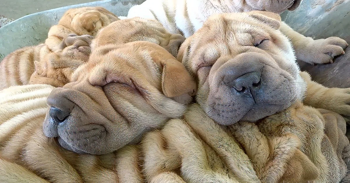 Man Wheels Shar Pei Puppies in Cart. Yes, It''s Every Bit as Cute as You Imagine It to Be.