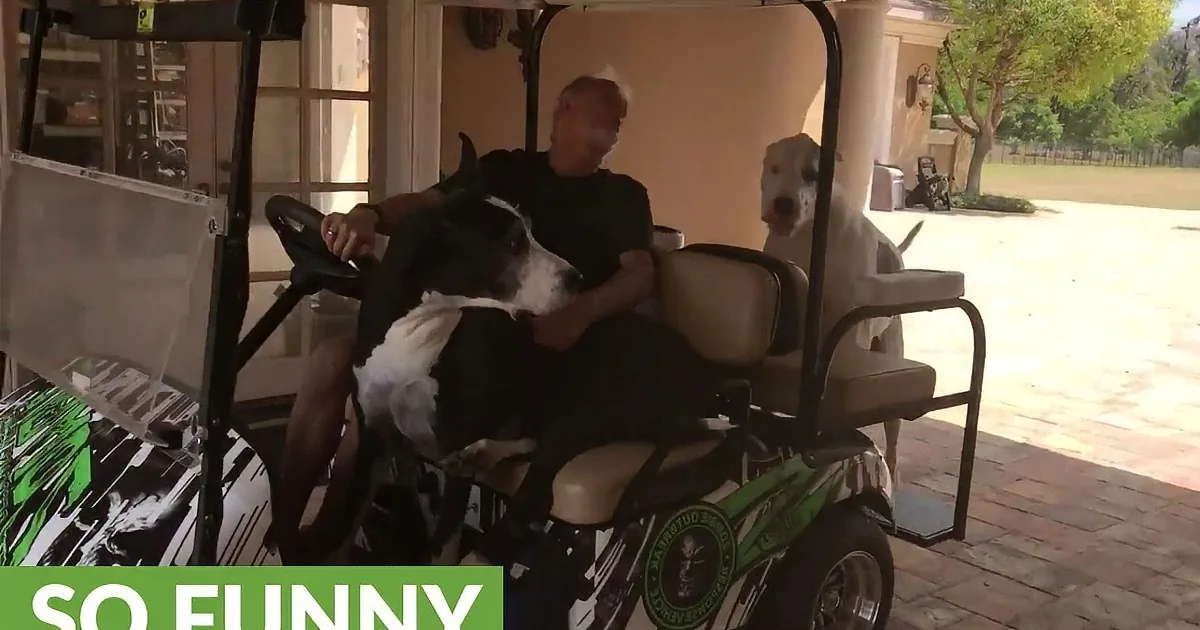 Daddy Rides in Golf Cart With Great Dane in Passenger Seat. Wait Until Her Brother Sees Them!