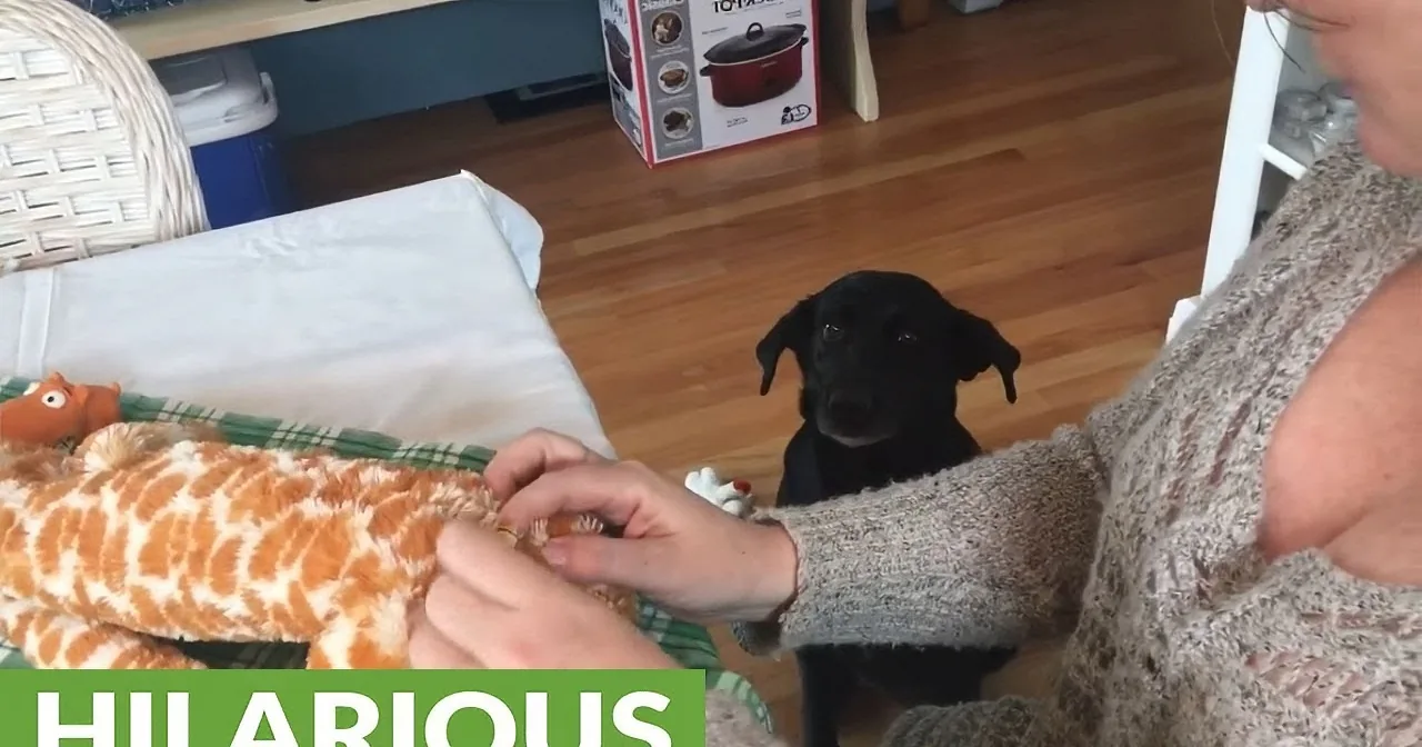A person is holding a small black dog while it looks up, with a "HILARIOUS" text overlay.