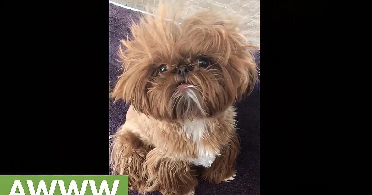 A fluffy brown dog with a cute expression sits on a purple surface, looking directly at the camera.