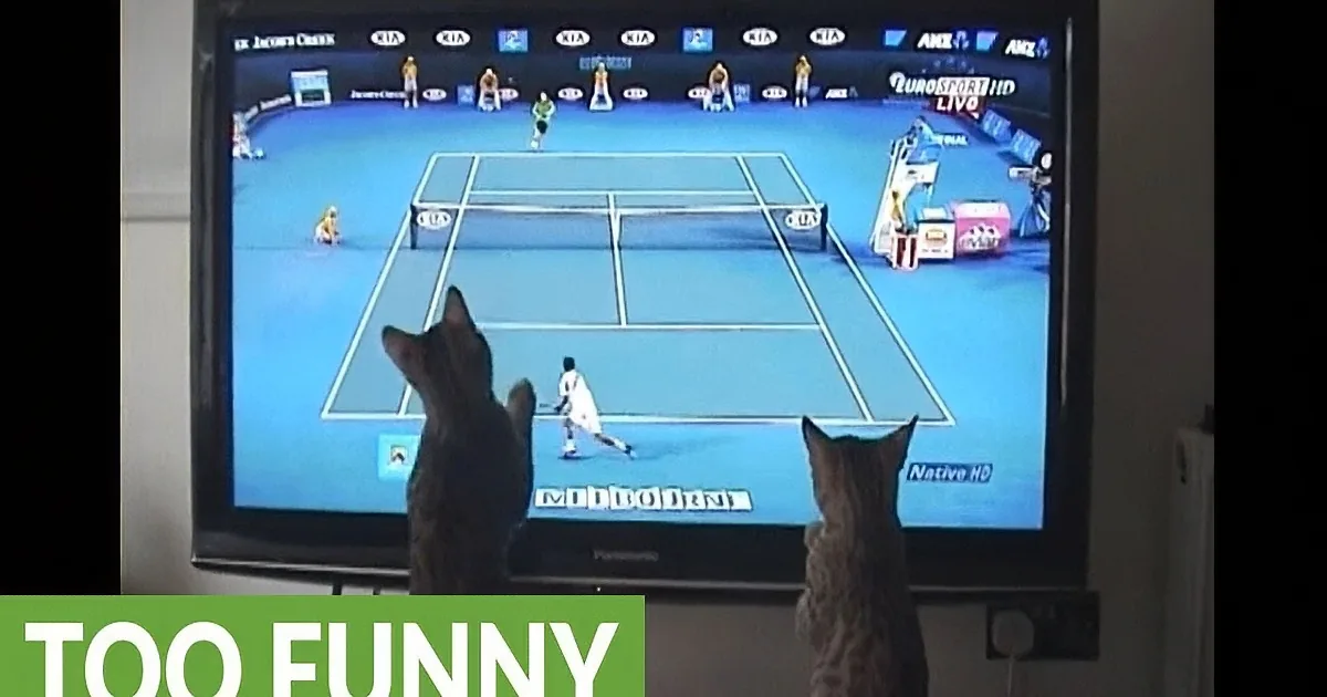 Bengal Cats Watch Tennis Match Together. Their Reaction to the Game Is so Adorable.
