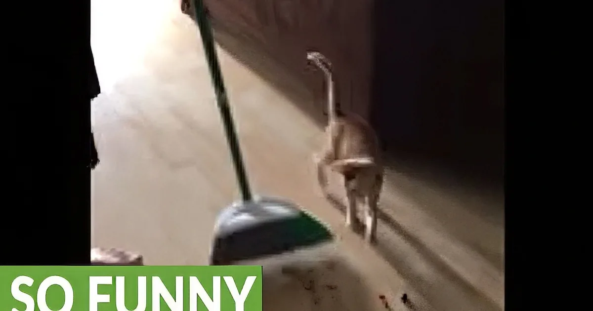 Daddy Sweeps up Hardwood Floor With Broom. Wait Until You See His Kitten''s Response.