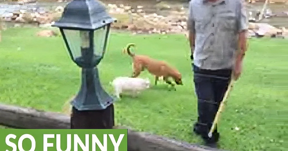 Little Pig Thinks That He Is Part of Dog Pack. Their Interactions Are so Much Fun to Watch.