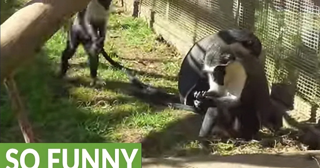 A monkey is playfully interacting with a zookeeper, pulling on their leg and hat in a humorous scene.