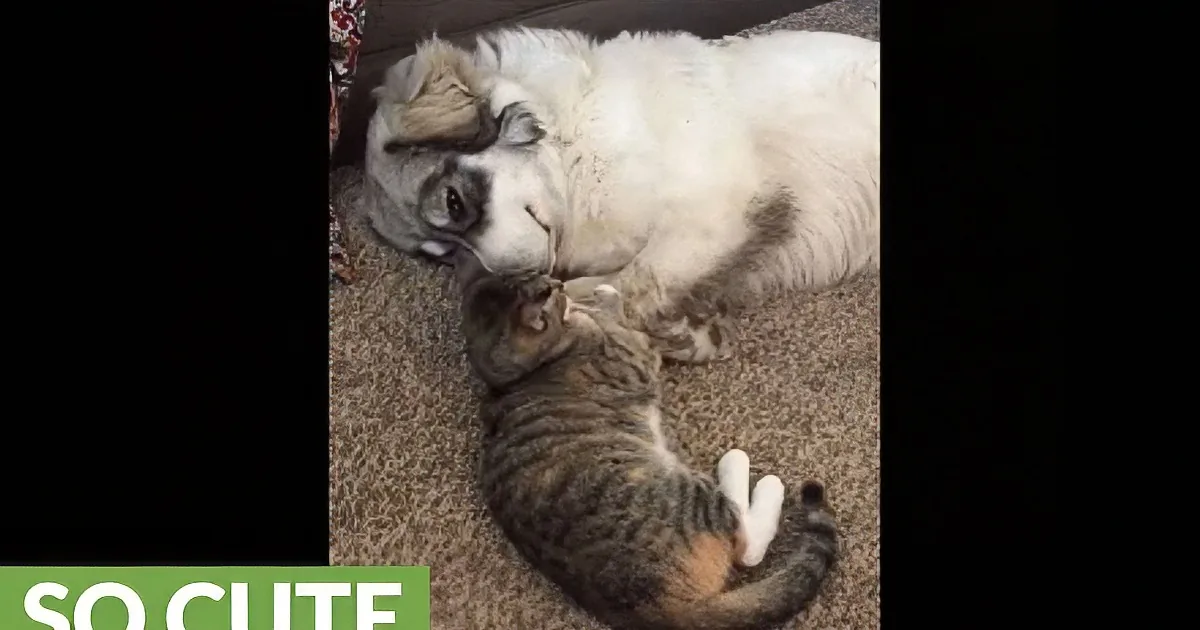 Cat and Dog Rest Together on Ground. Oh My... What Affection the Two of Them Show!