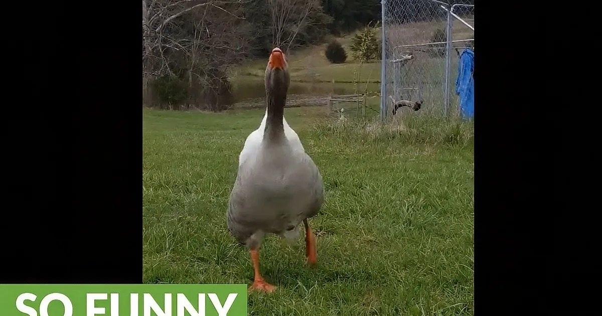 Mommy Returns From Errands and Calls to Her Geese. I Loved How Earnest Their Reaction Was.