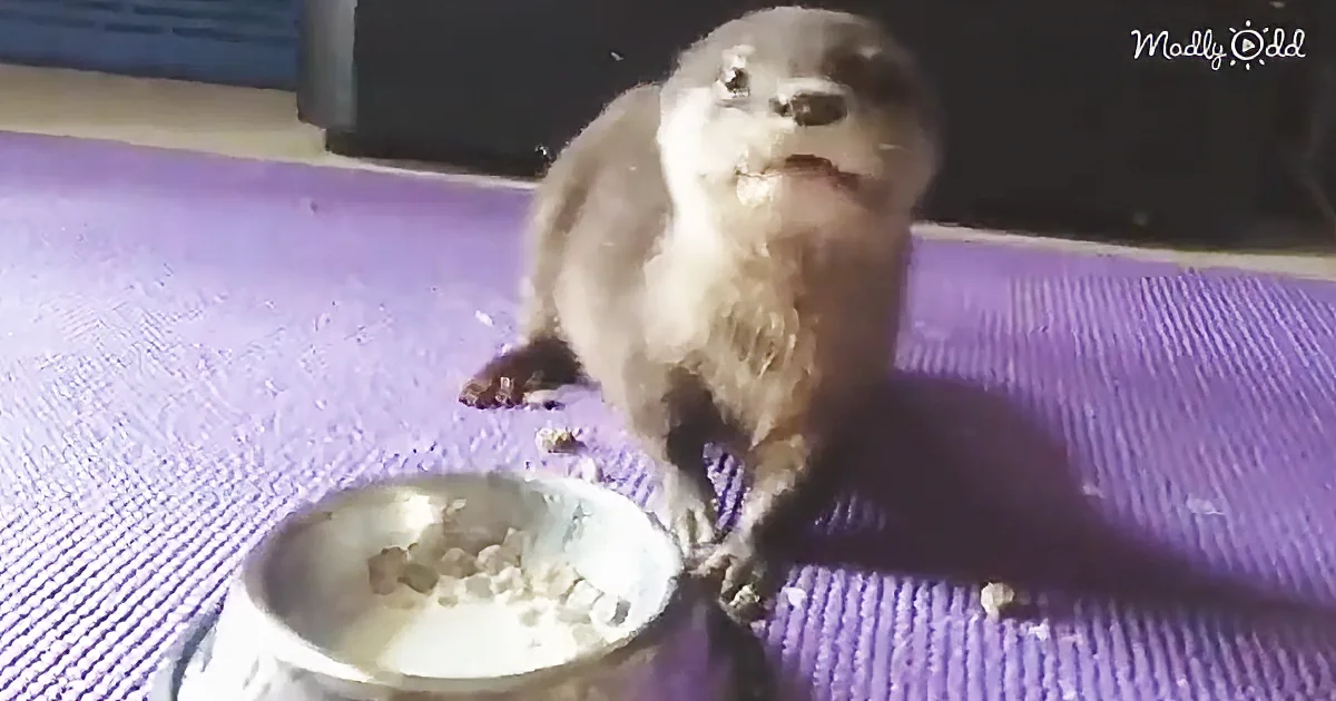 Baby Otters Sure Are Messy When They Eat, but They Are so Cute It Doesn''t Matter
