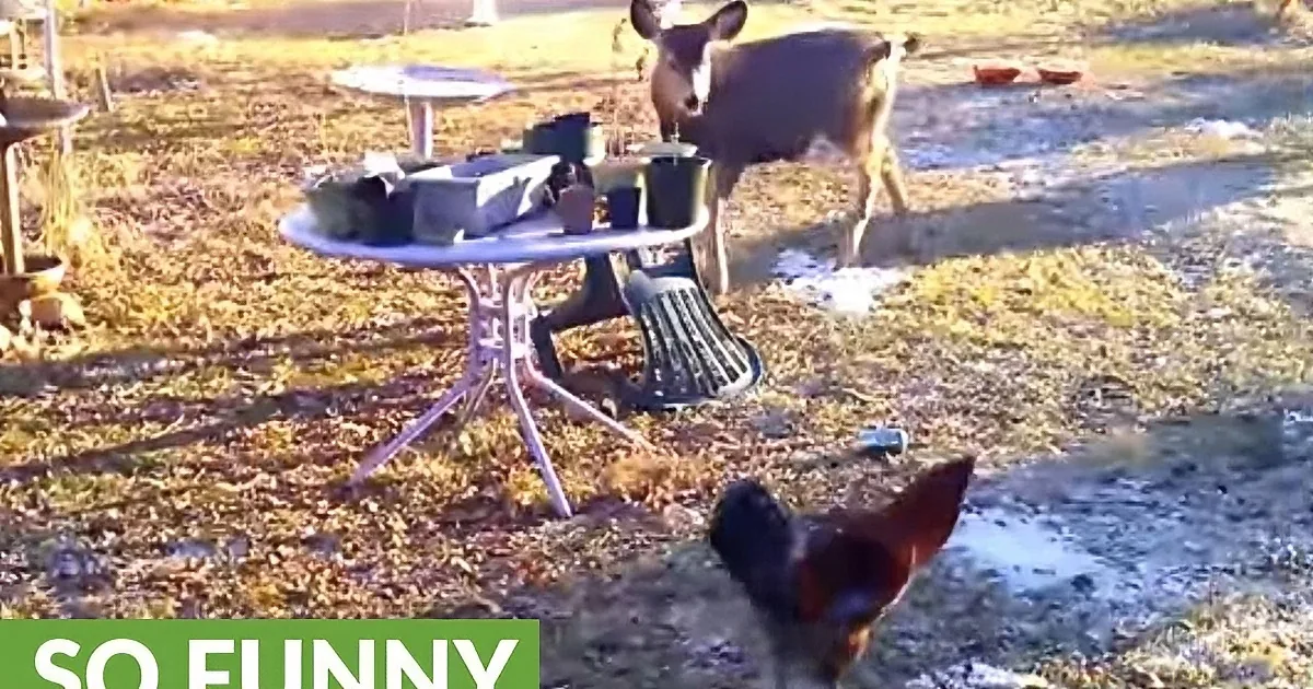 Baby Deer Decides to Investigate Chickens in Backyard. I Laughed Hard at the Chickens.