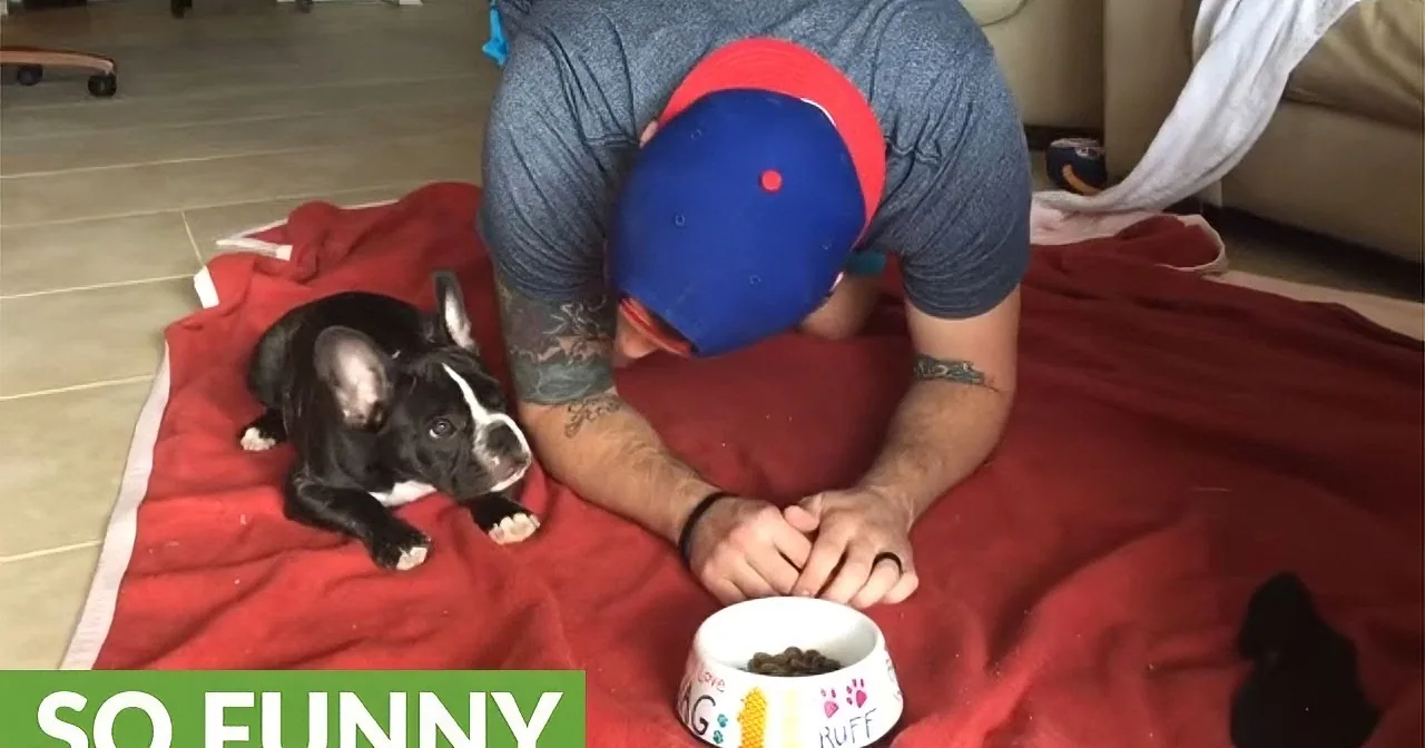 Daddy and French Bulldog Puppy Go to Eating Area. Their Ritual That Follows Is so Cute.