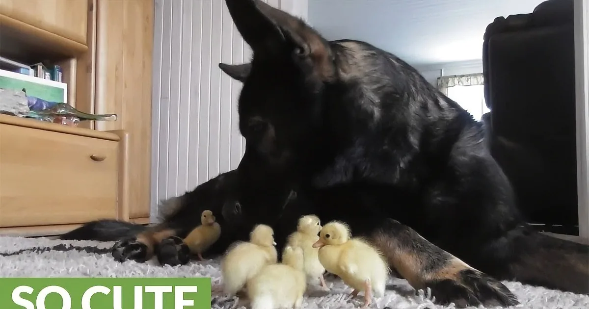 German Shepherd Hangs out With Little Baby Chicks. Go Ahead... You Can''t Find Any Cuter.