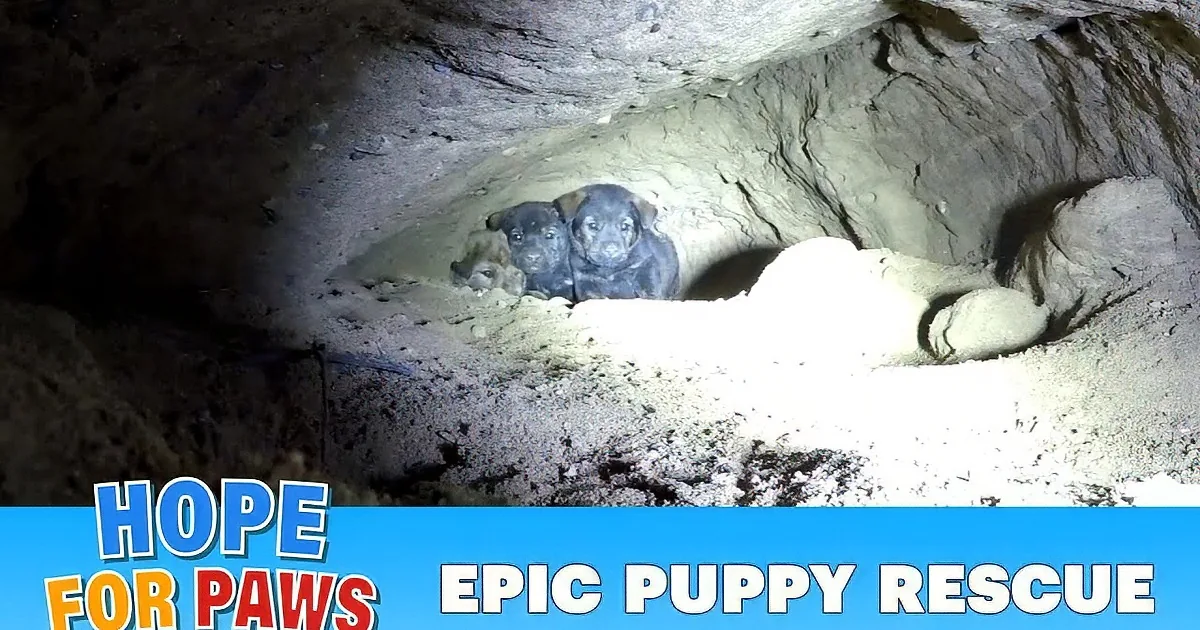 Rescuers Find Litter of Pit Bull Puppies Deep in Cave. This Was Such a Dramatic Rescue.