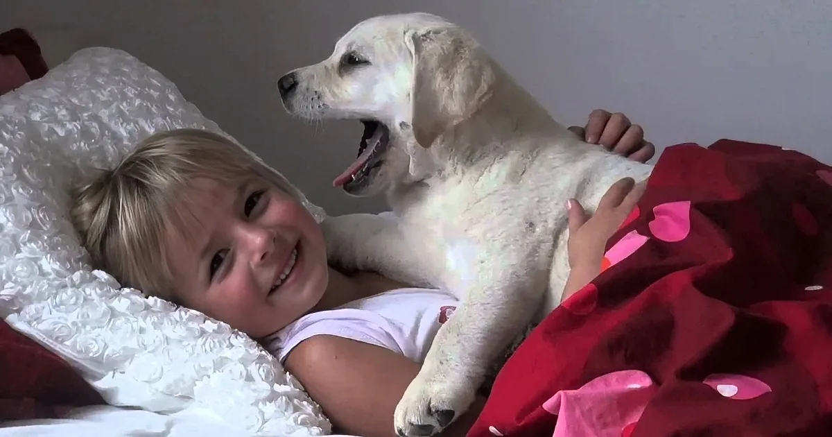 Little Girl and White Velvet Labrador Puppy Play Together on Bed. This Is Such an Adorable Scene.