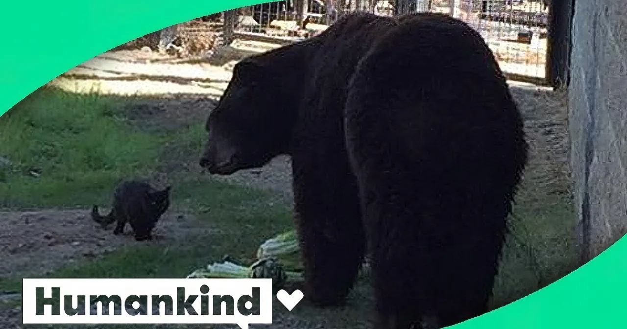 A black bear stands in a grassy enclosure, with a smaller bear nearby, and a "Humankind" logo in the corner.