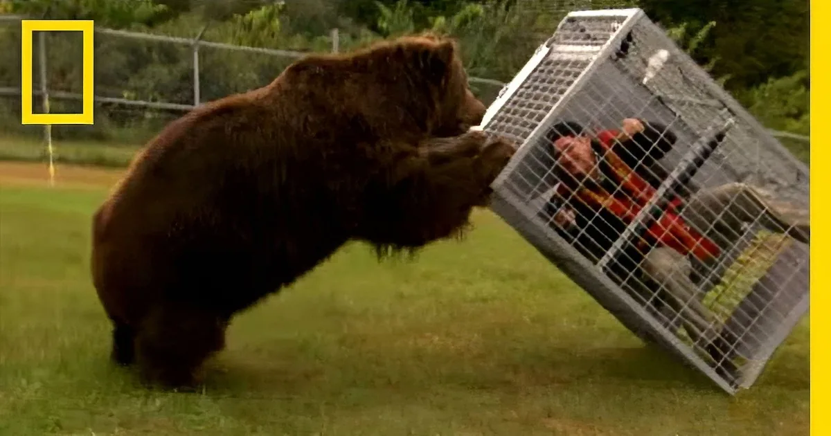 Man Straps Himself in Harness in Cage. Wait Until You See What Comes out for Him.