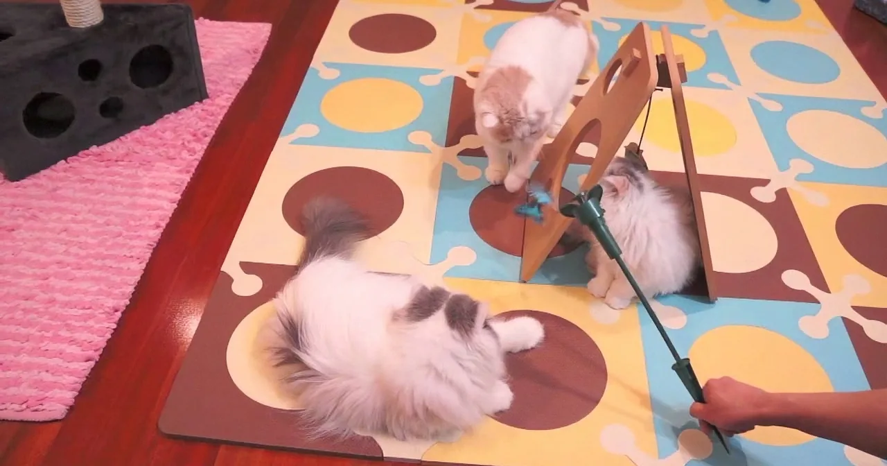 Two fluffy cats play with a toy on a colorful mat, surrounded by cat furniture.