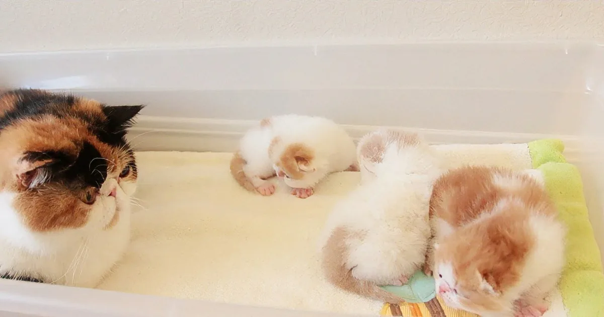 Mommy Tiger Cat ''Talks'' With Her Young Kittens. This Whole Scene Just Made Me Melt.