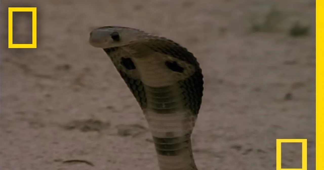 Mongoose and Cobra Lock in Deadly Combat Encounter. I Was Stunned How Fast It Was Over.